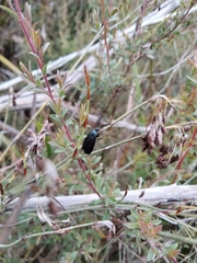 Pollanisus viridipulverulenta