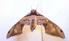 Adhemarius gannascus