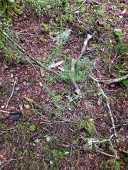 Podocarpus acutifolius