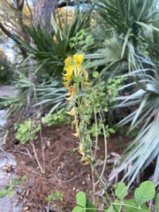 Crotalaria pallida