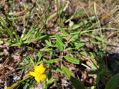 Crocanthemum corymbosum