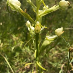 Habenaria hamata