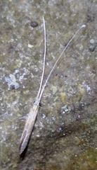 Lepidostomatidae