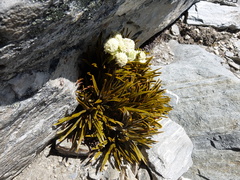 Aciphylla simplex