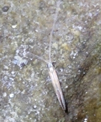 Lepidostomatidae