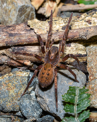 Uliodon