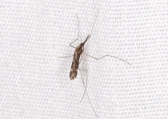Anopheles punctipennis
