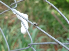 Cephisus siccifolius