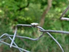Cephisus siccifolius