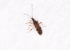 Ozophora picturata