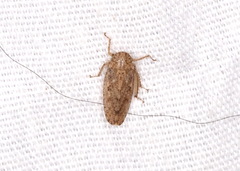 Curtara insularis