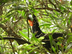 Penelope obscura