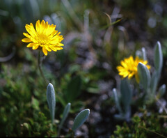 Erigeron aureus