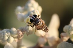 Copestylum tamaulipanum