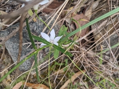 Wahlenbergia littoralis