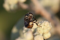 Copestylum tamaulipanum