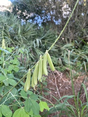 Crotalaria