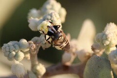 Copestylum tamaulipanum