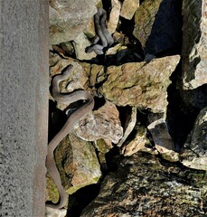 Nerodia sipedon insularum