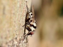 Anthomyia