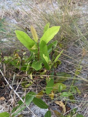Geobalanus oblongifolius