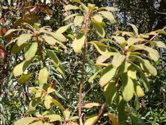 Rhododendron flammeum