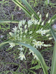 Albuca seineri