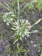 Albuca seineri