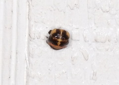 Harmonia axyridis