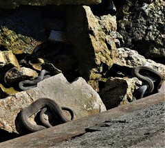 Nerodia sipedon insularum