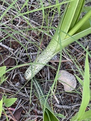 Albuca seineri