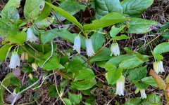 Prosartes smithii