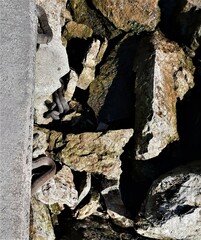 Nerodia sipedon insularum