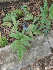 Pteris