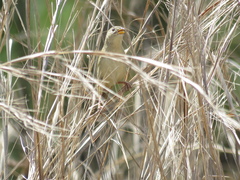 Emberizoides herbicola