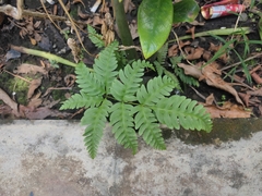 Pteris