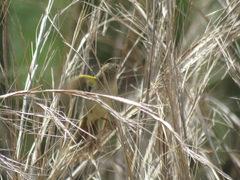 Emberizoides herbicola