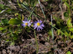 Symphyotrichum adnatum
