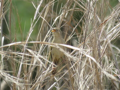 Emberizoides herbicola