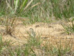 Sporophila pileata