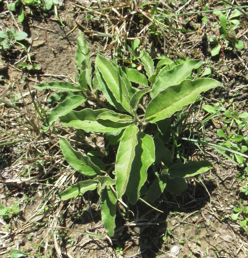 Zizotes milkweed from Wilson Ledbetter Park, S College St, Cameron, Milam Co, TX, USA on