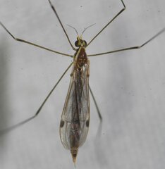 Gonomyia pleuralis