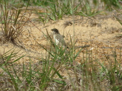 Sporophila pileata