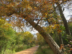 Quercus sinuata sinuata