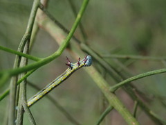 Chlenias banksiaria