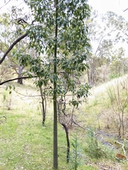 Brachychiton populneus populneus