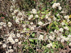 Ampelaster carolinianus