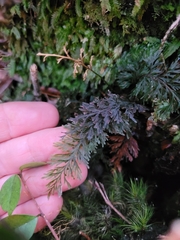 Trichomanes strictum