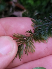 Trichomanes strictum