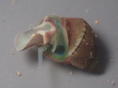 Eulithidium
